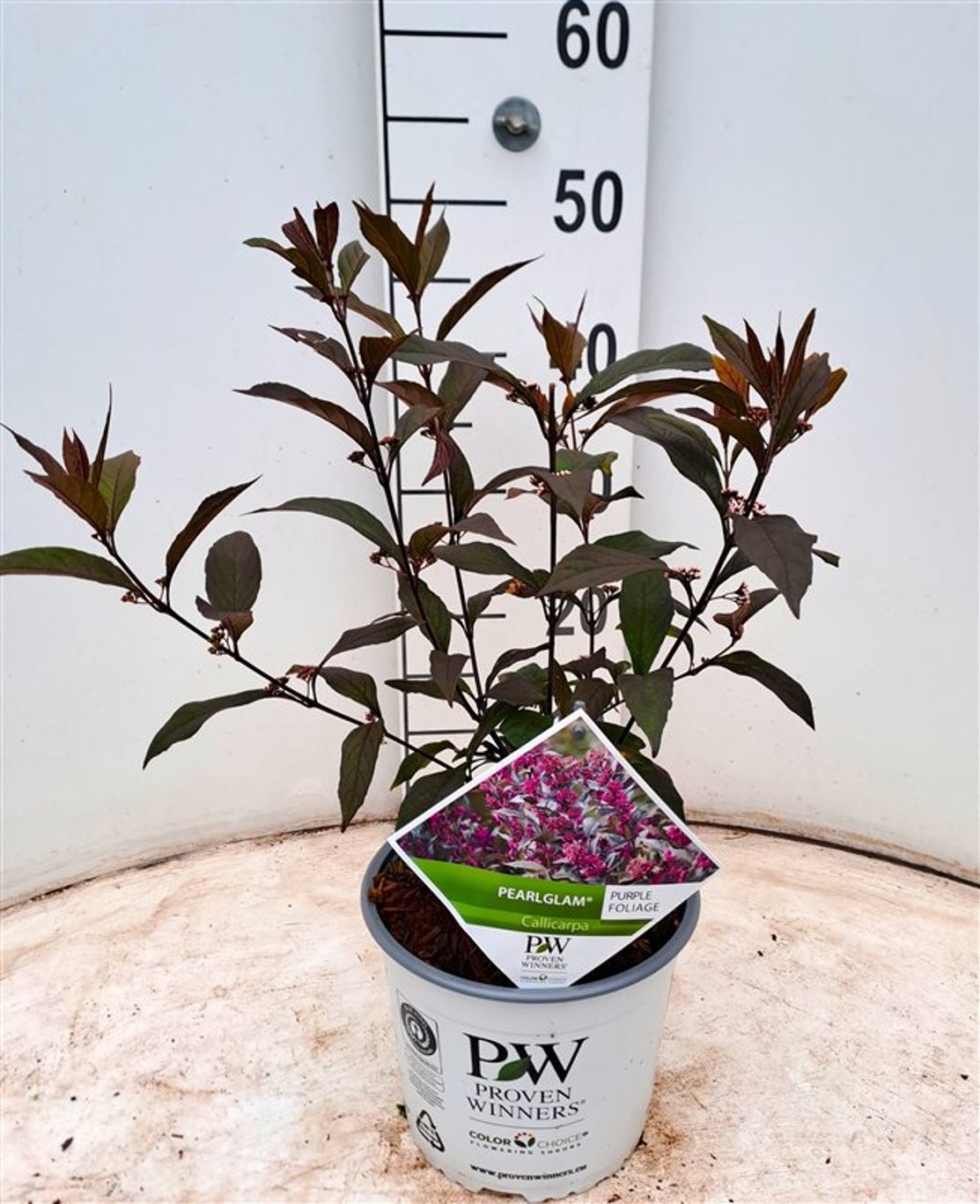 Callicarpa 'Pearl Glam' - C3 40-50 CM